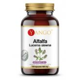 Yango Alfalfa lucerna siewna 480 mg 60 kapsułek